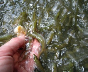 IMG_0554_bearbeitet-1