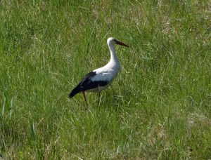 Storch