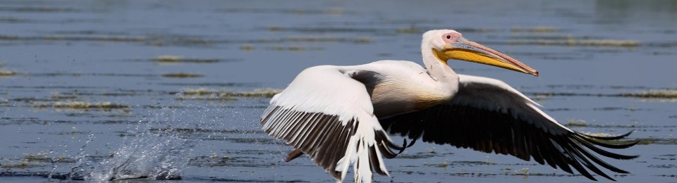 Rosa Pelikan beim Start