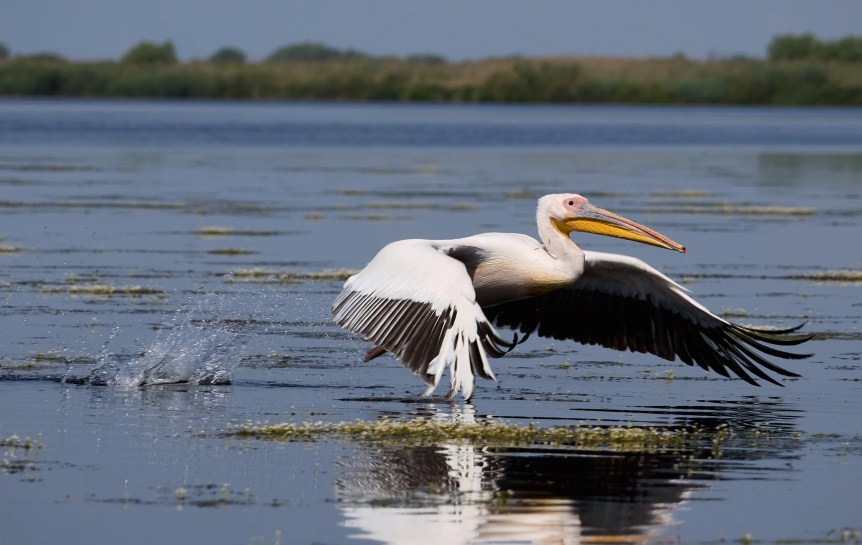 Rosa Pelikan beim Start