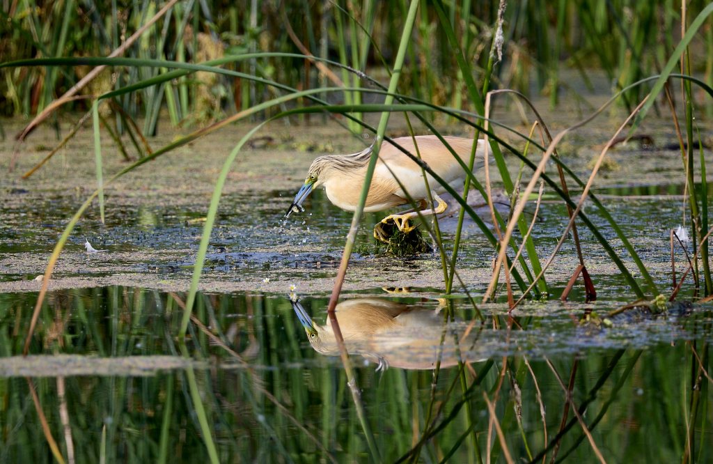 Rallenreiher mit Fisch