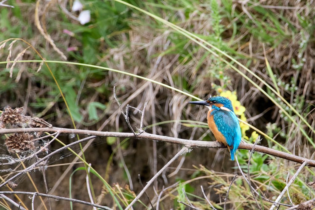 Eisvogel auf einem Ast