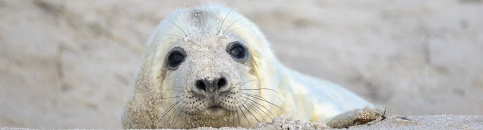 Junge Kegelrobbe am Strand