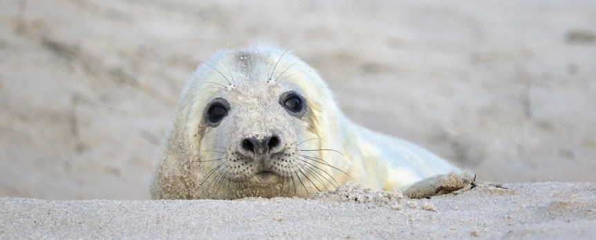 Junge Kegelrobbe am Strand