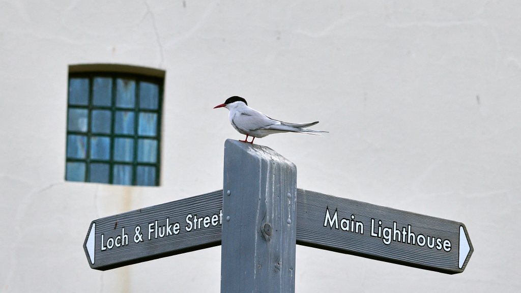 Seeschwalbe sitzt auf einem Wegweiser zur Fluke Street