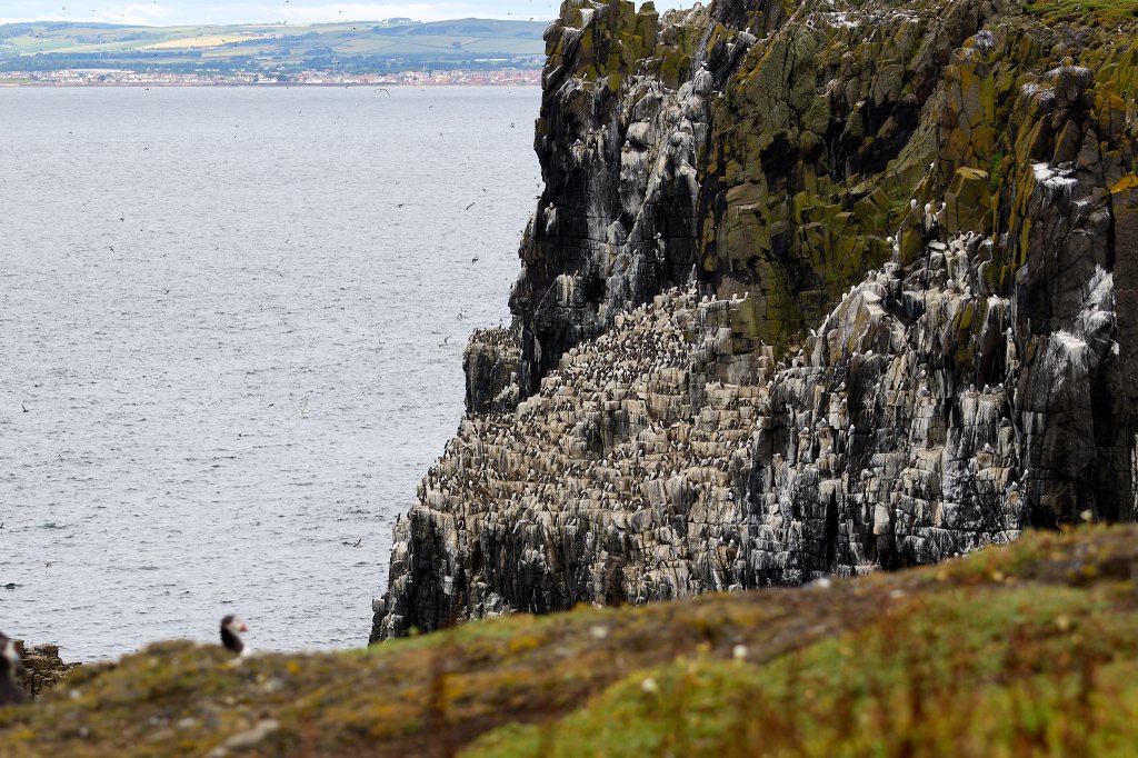 Klippen mit nistenden Seevögeln