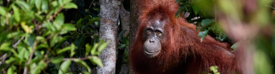 Orang-Utan der zwischen den Bäumen den Betrachter anschaut