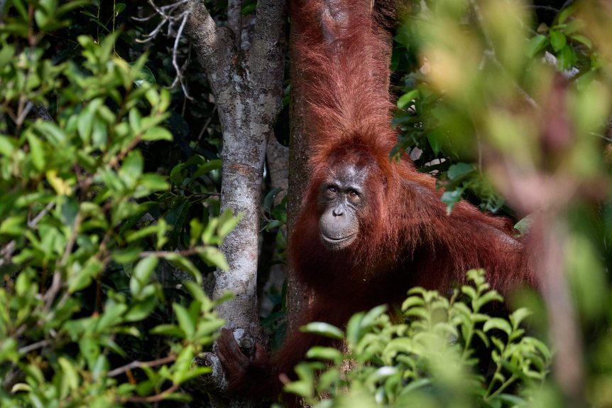 Orang-Utan der zwischen den Bäumen den Betrachter anschaut