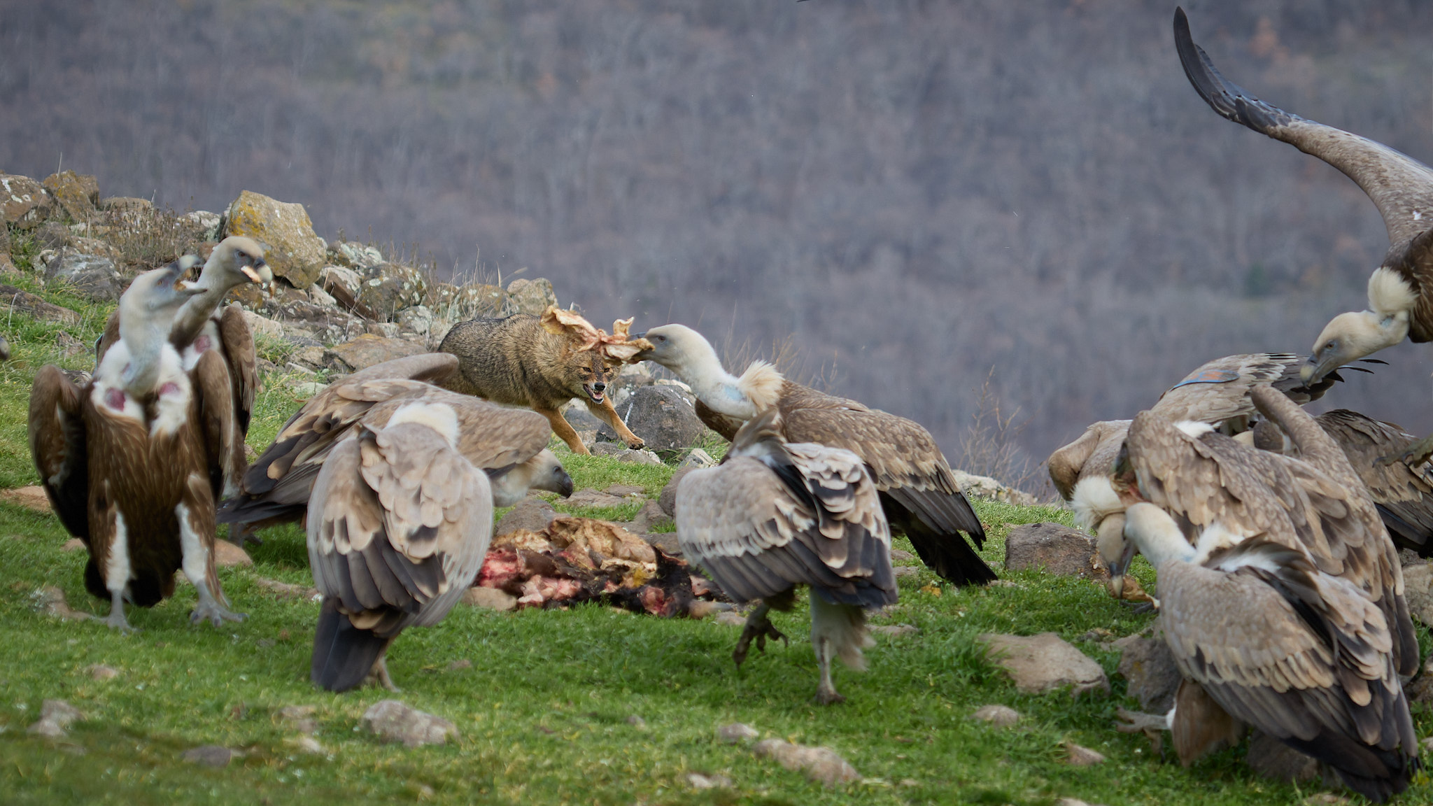 Goldschakal und Gänsegeier