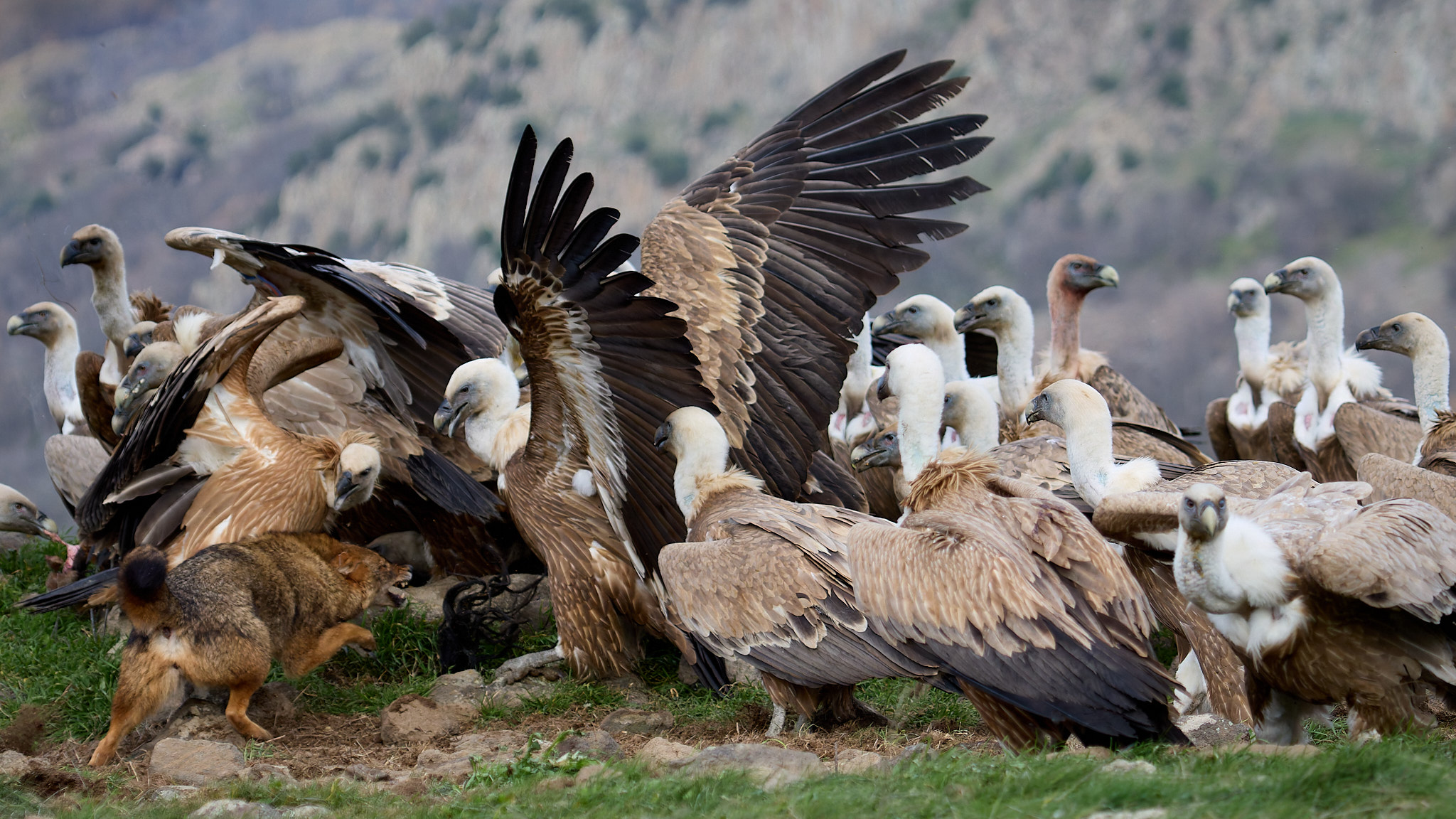 Goldschakal und Gänsegeier