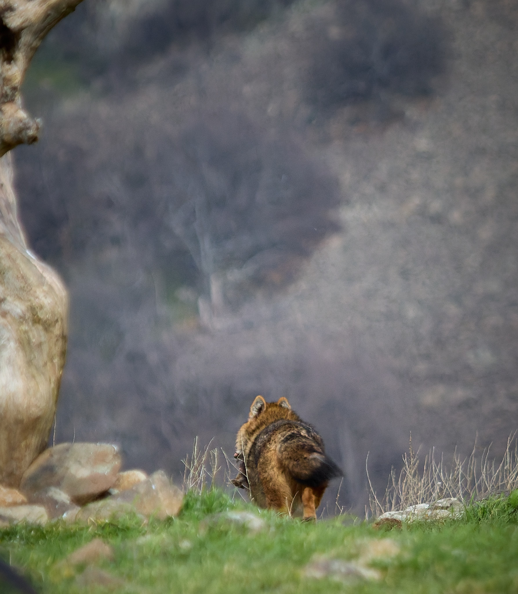 Goldschakal mit Beute