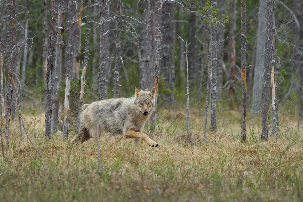 Wolf im Laufschritt