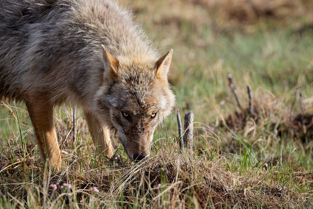 Wolf