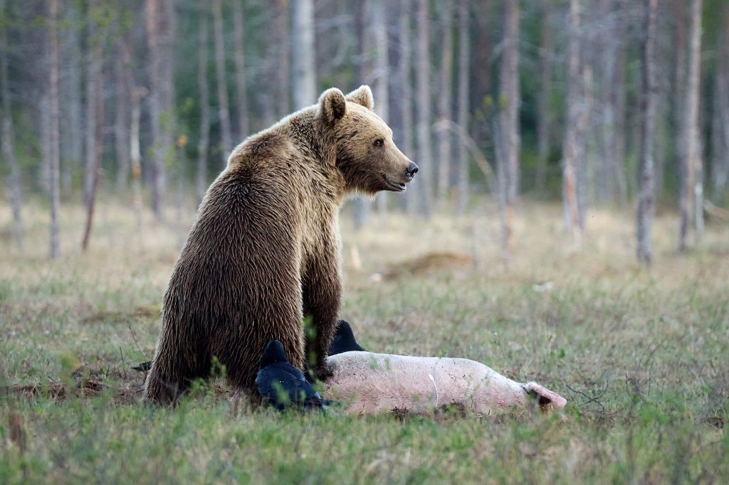 Bär mit Schweinkadaver