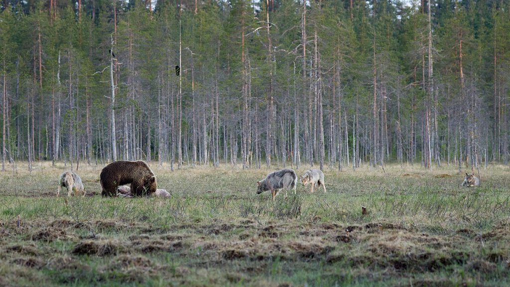Bär und Wölfe am Waldrand