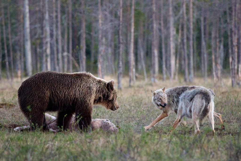 Bär und Wölfe