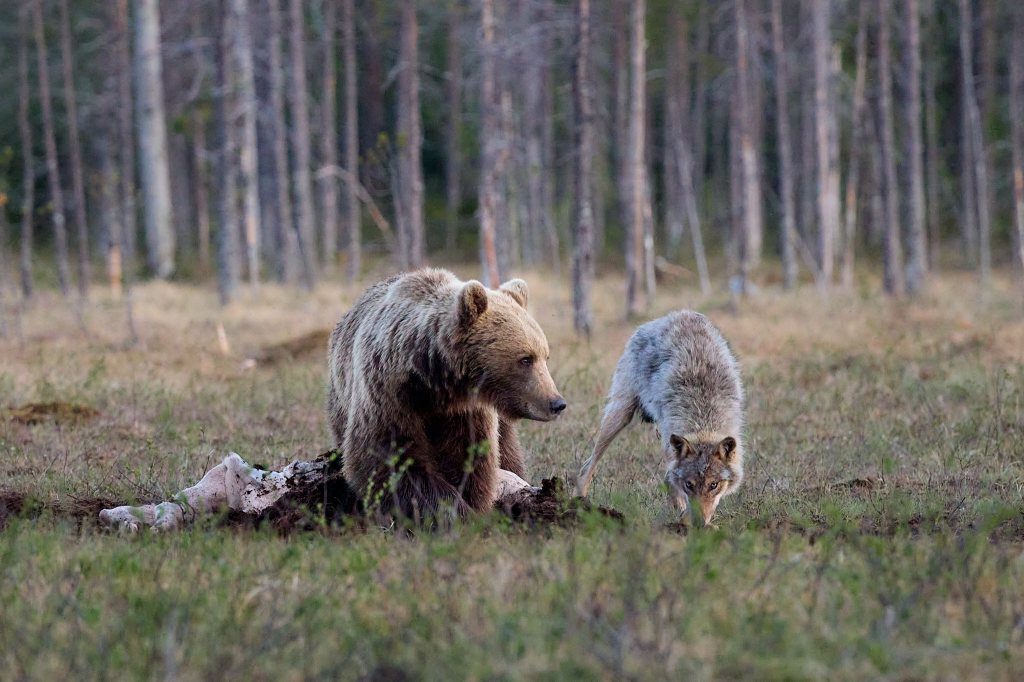 Bär und Wolf