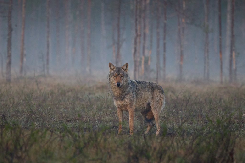 Wolf schaut in die Kamera